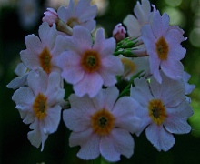 Primula Postford White - Abriachan Nurseries
